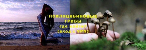 прущие грибы Вязьма